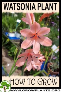 How to grow Watsonia