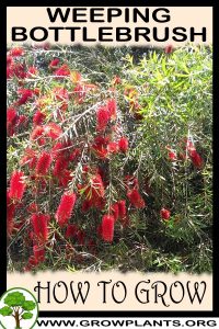 How to grow Weeping bottlebrush