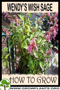 How to grow Wendys wish sage