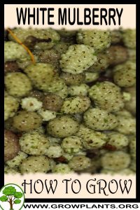 How to grow White mulberry