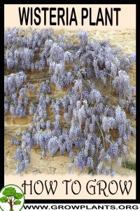 How to grow Wisteria