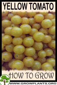 How to grow Yellow tomato