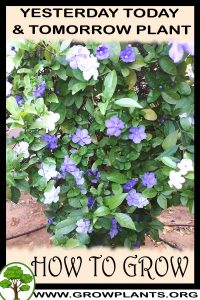 How to grow Yesterday today and tomorrow plant