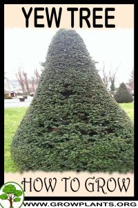 How to grow Yew tree