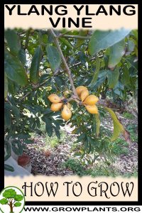 How to grow Ylang ylang vine