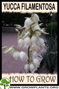 How to grow Yucca filamentosa