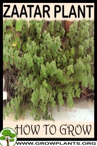 How to grow Zaatar