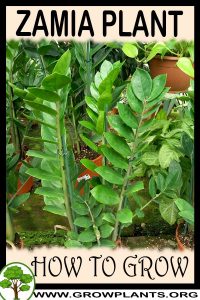 How to grow Zamia