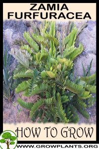 How to grow Zamia furfuracea