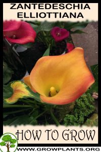 How to grow Zantedeschia elliottiana