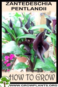 How to grow Zantedeschia pentlandii