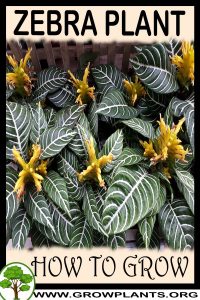 How to grow Zebra plant