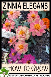 How to grow Zinnia elegans