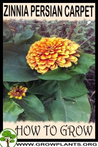 How to grow Zinnia persian carpet