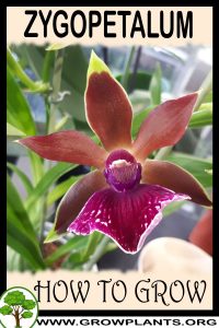 How to grow Zygopetalum
