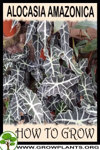 How to grow Alocasia amazonica