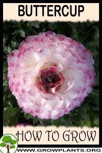 How to grow Buttercup