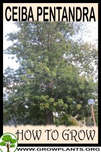How to grow ceiba pentandra
