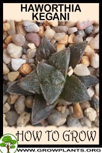 How to grow haworthia kegani