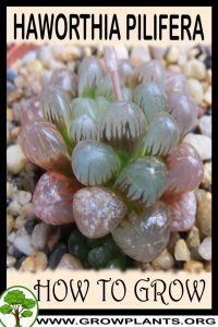 How to grow haworthia pilifera