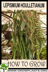How to grow Lepismium houlletianum