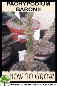 How to grow pachypodium baronii
