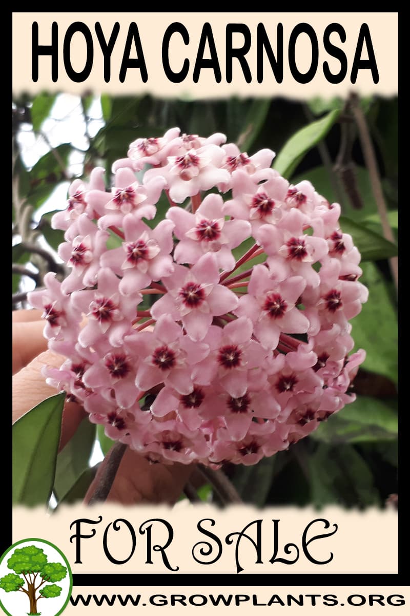 Hoya carnosa