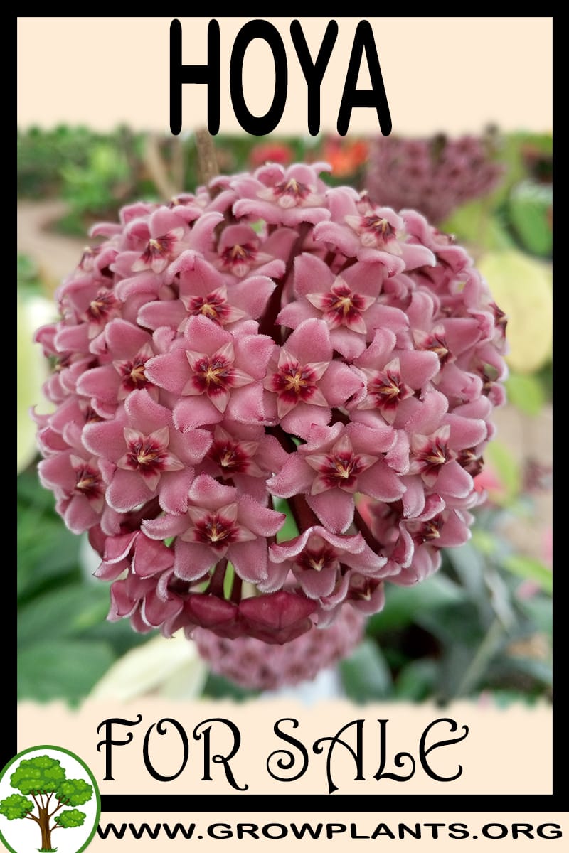 Hoya