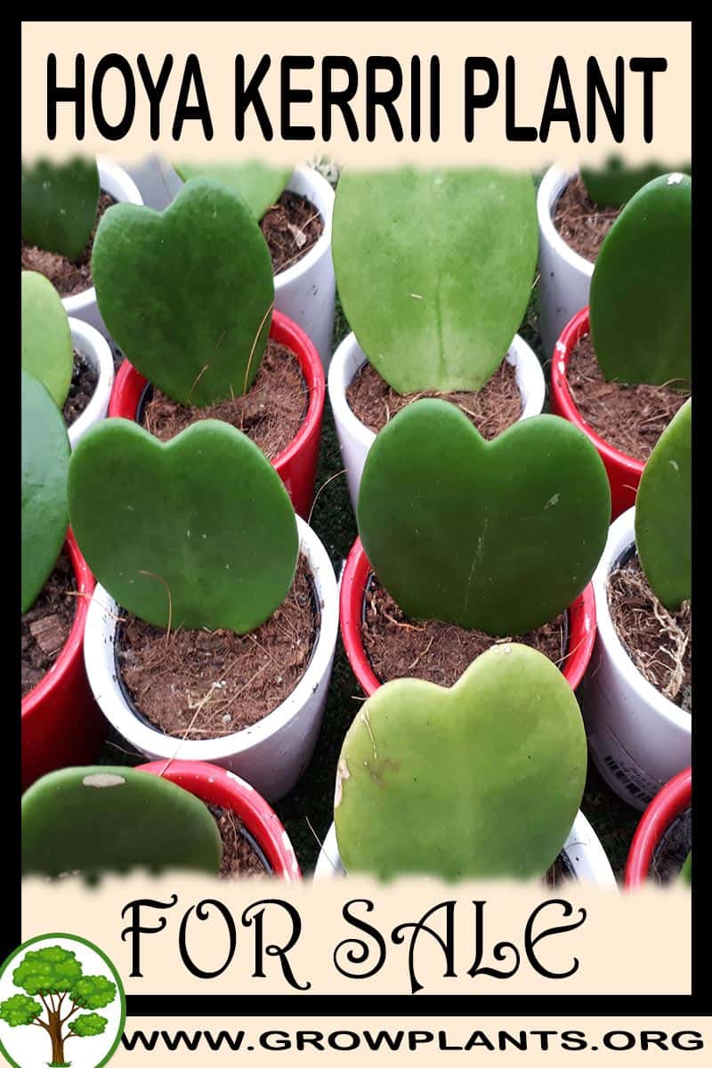 Hoya kerrii