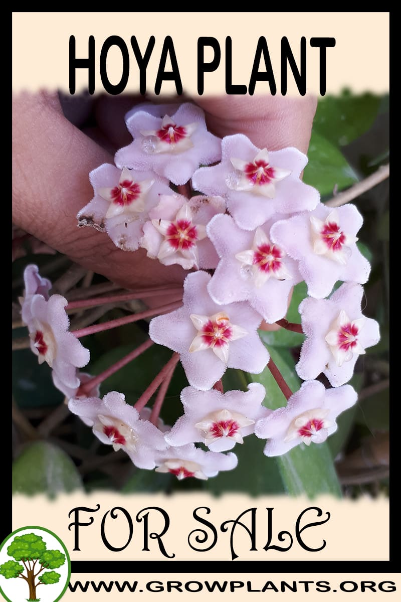 Hoya