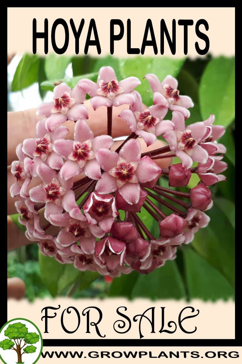 Hoya plants