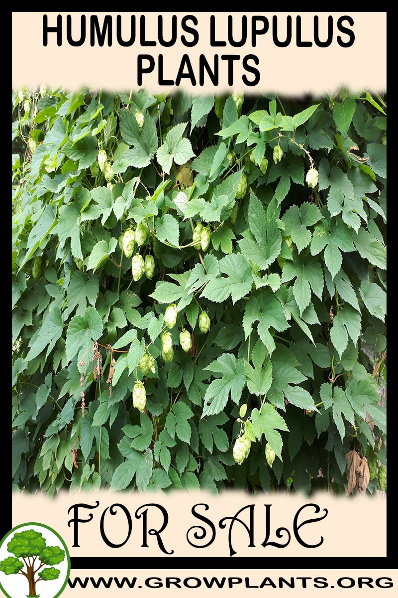 Humulus lupulus plants