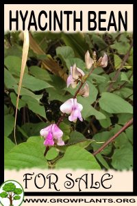 Hyacinth bean for sale