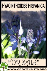 Hyacinthoides hispanica for sale