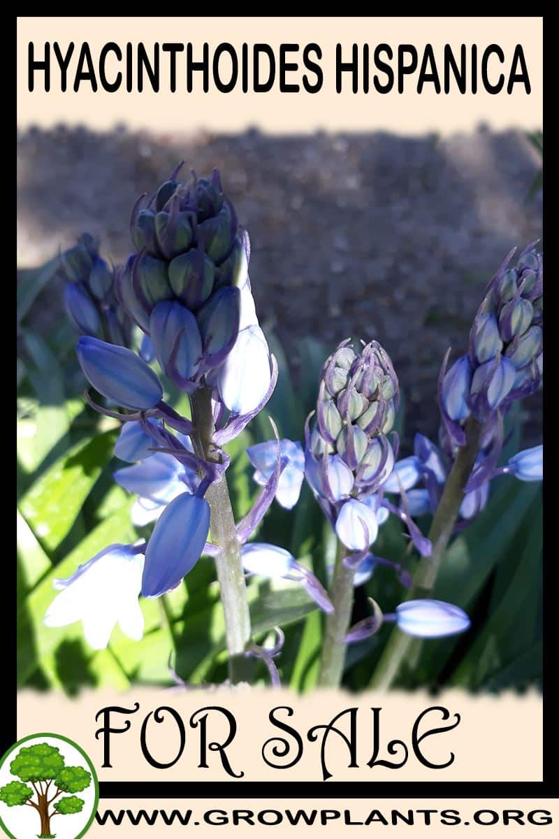 Hyacinthoides hispanica