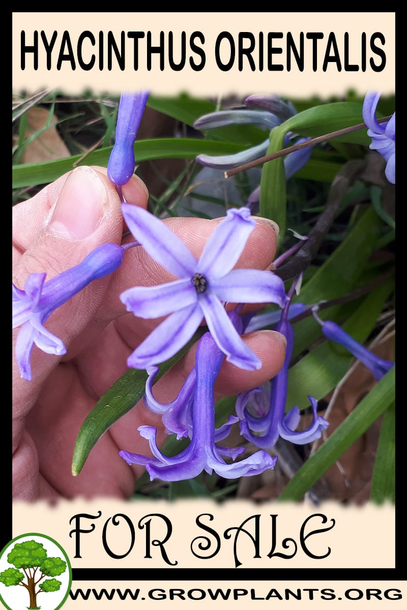 Hyacinthus orientalis