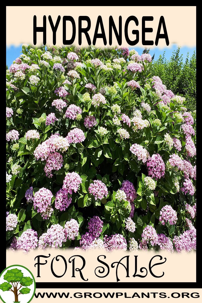 Hydrangea