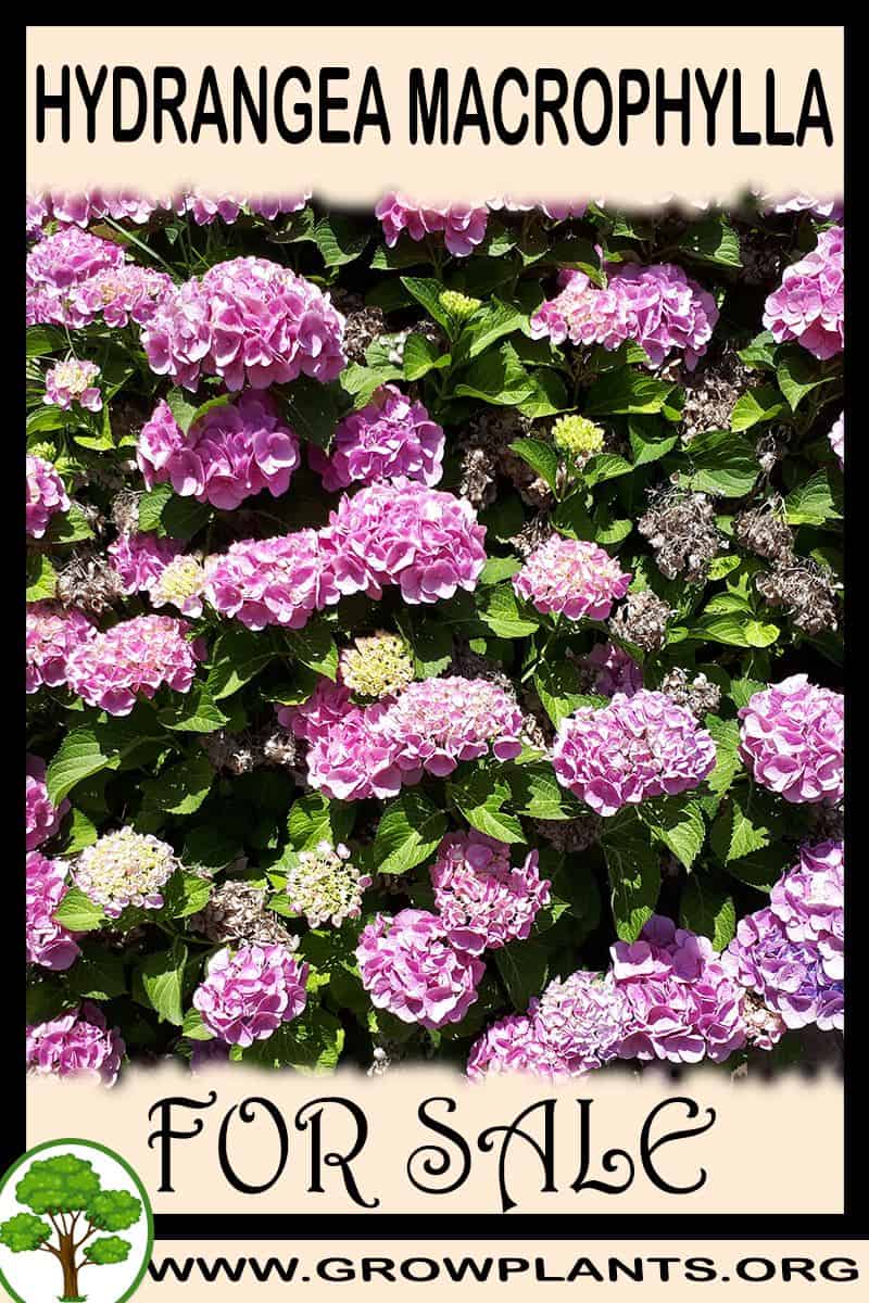 Hydrangea macrophylla