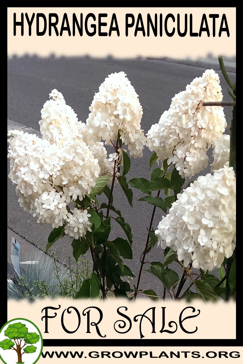 Hydrangea paniculata