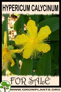 Hypericum calycinum for sale