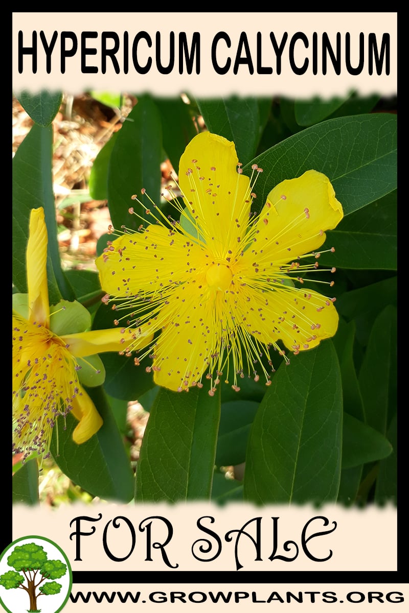 Hypericum calycinum