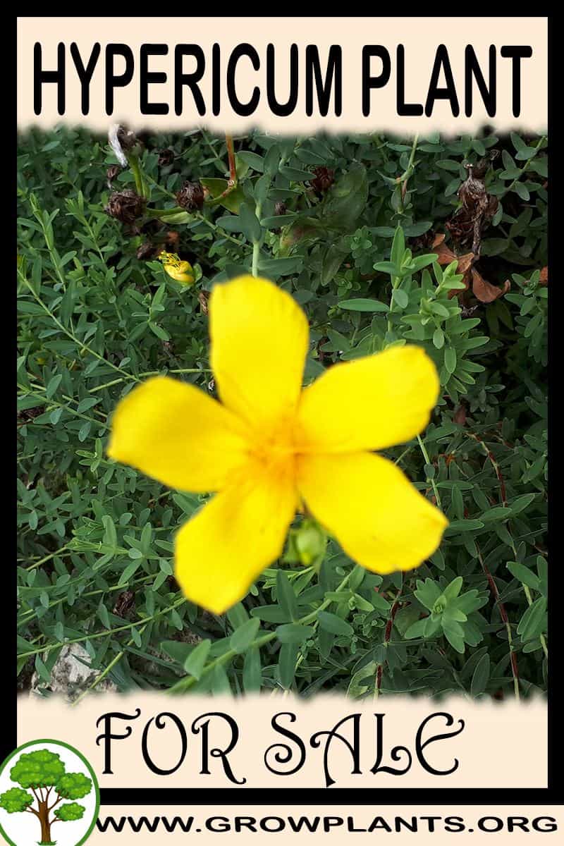 Hypericum