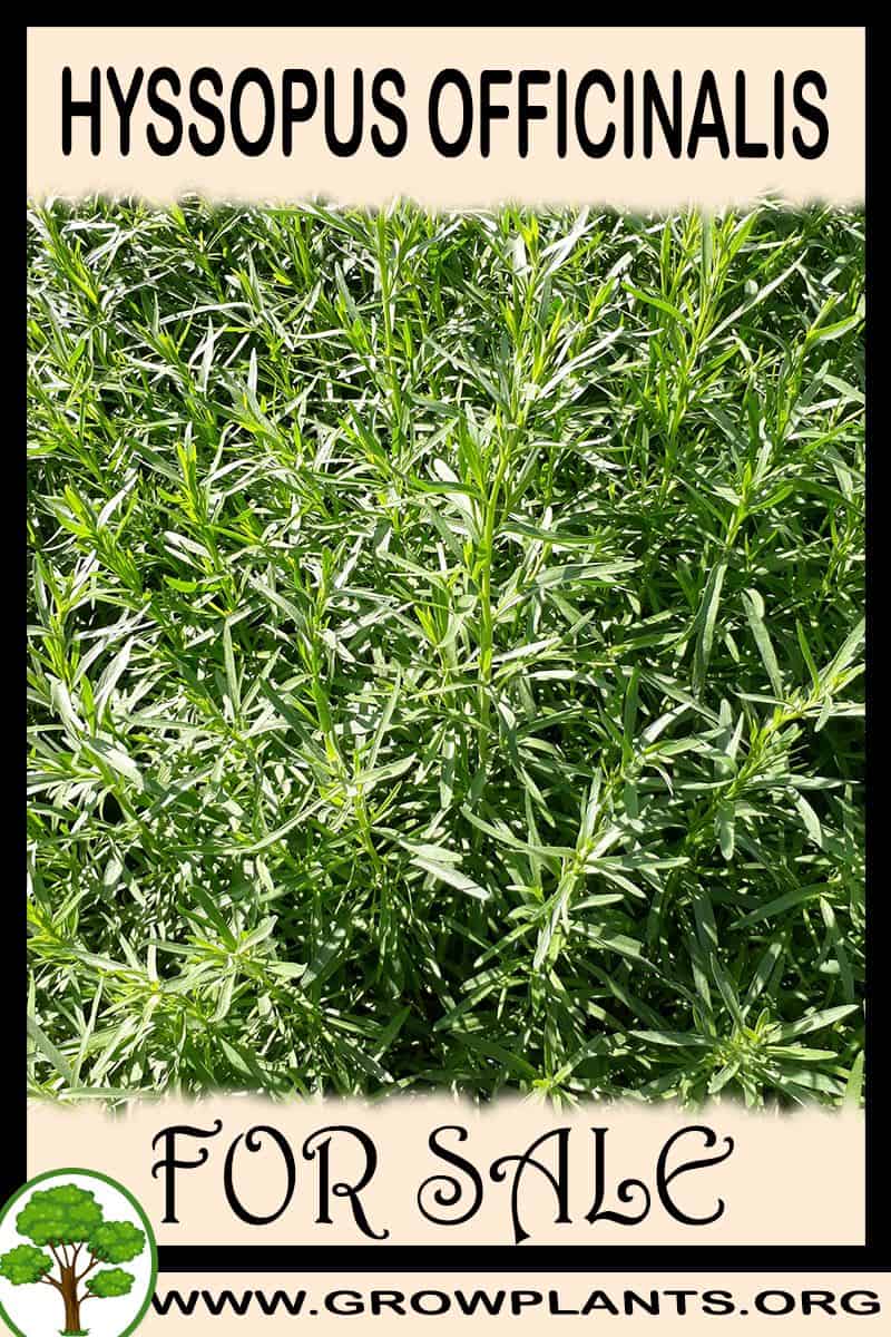 Hyssopus officinalis