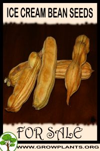 Ice cream bean seeds for sale