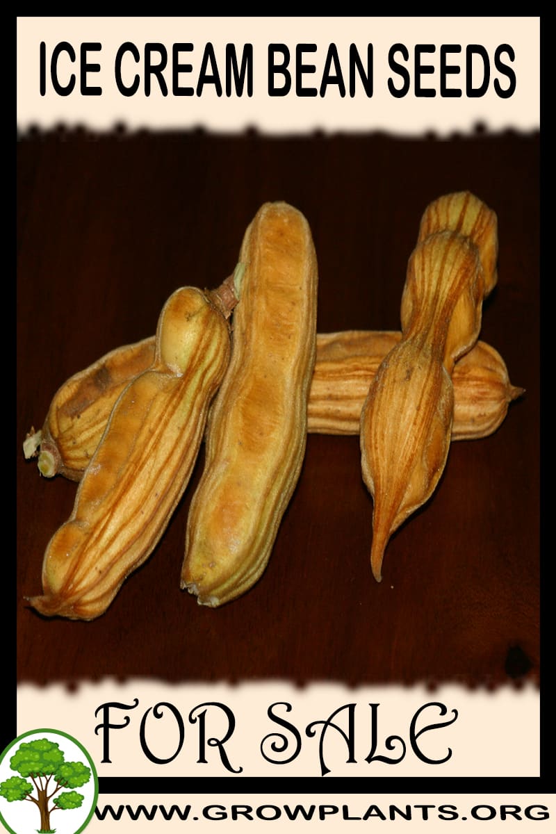 Ice cream bean seeds