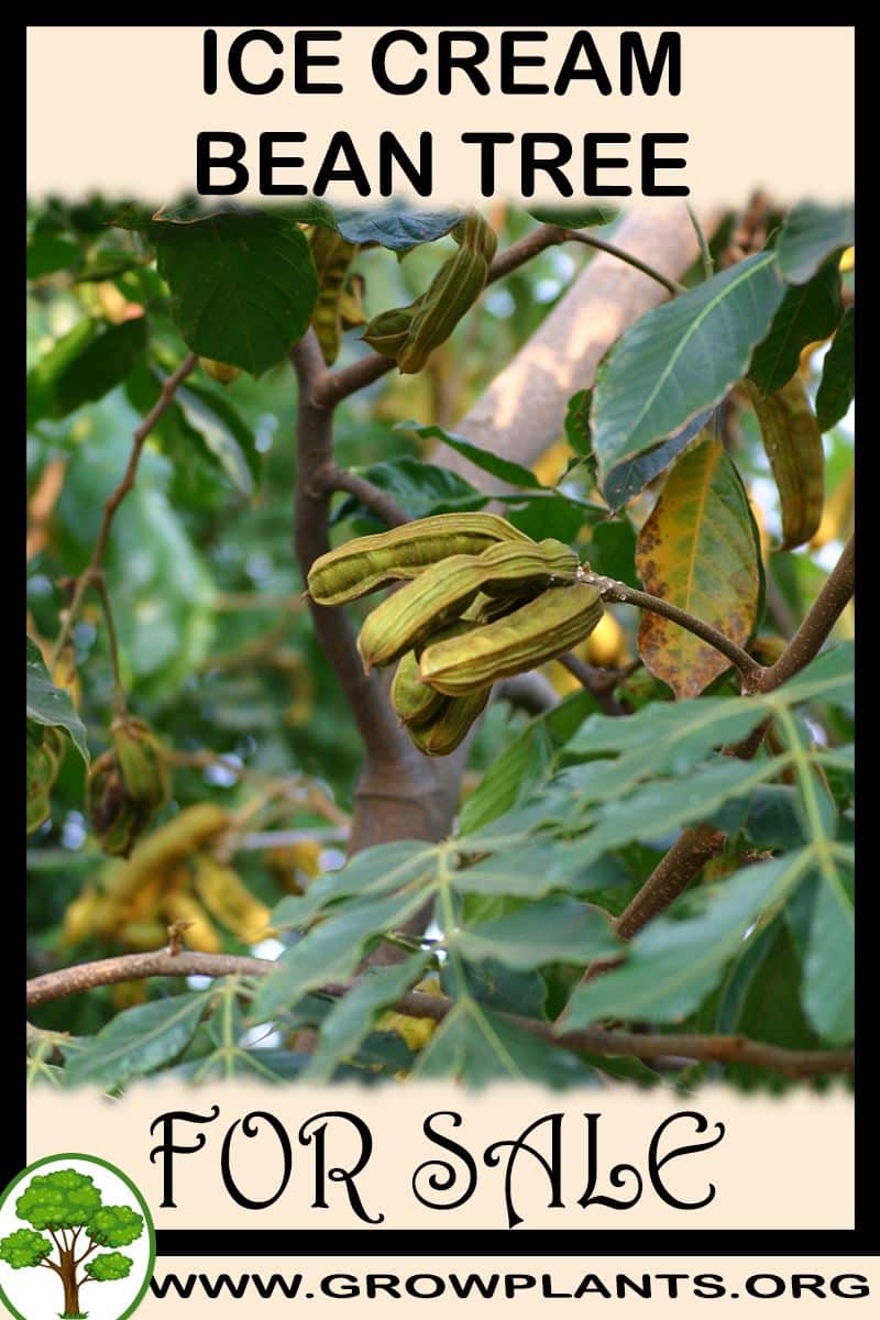 Ice cream bean tree