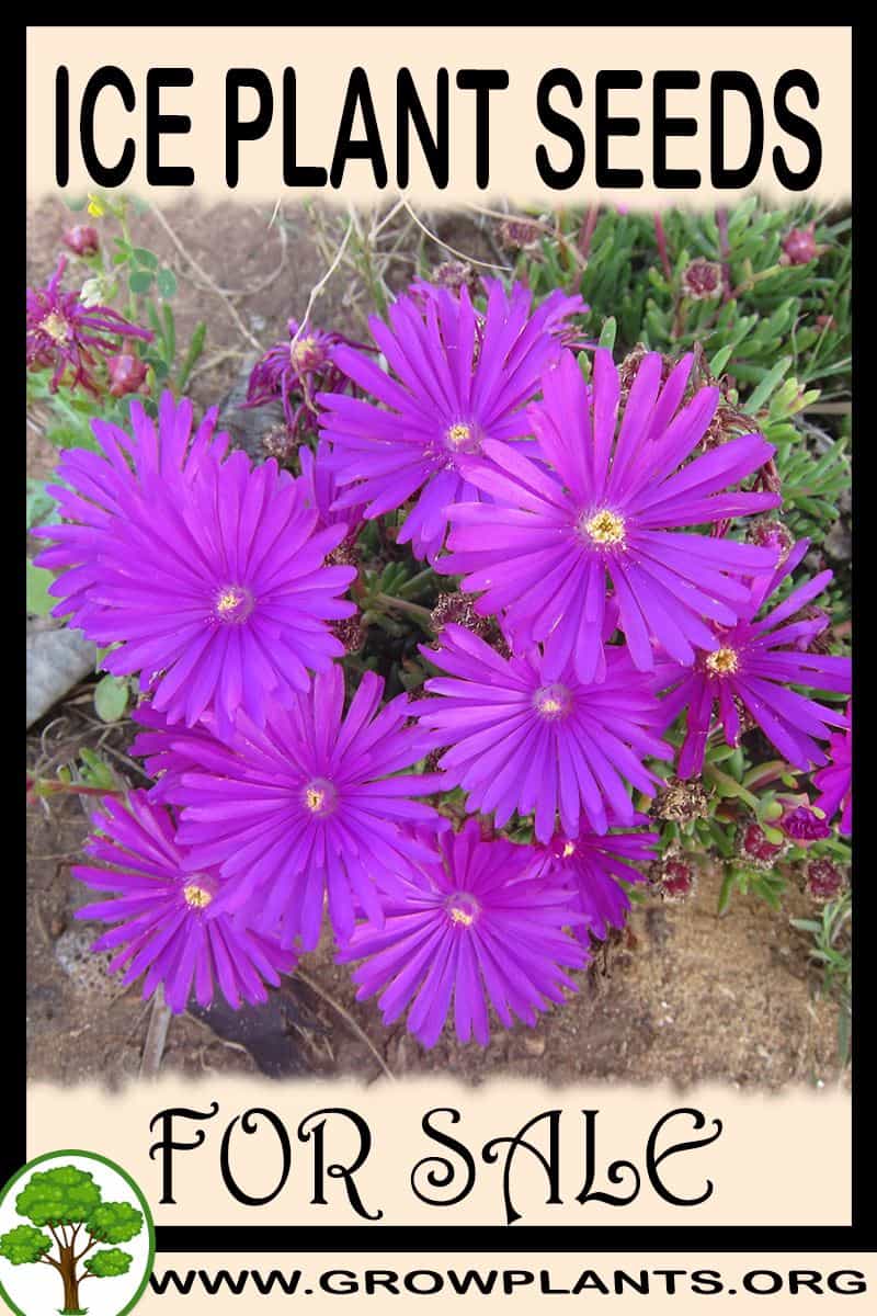 Ice plant seeds