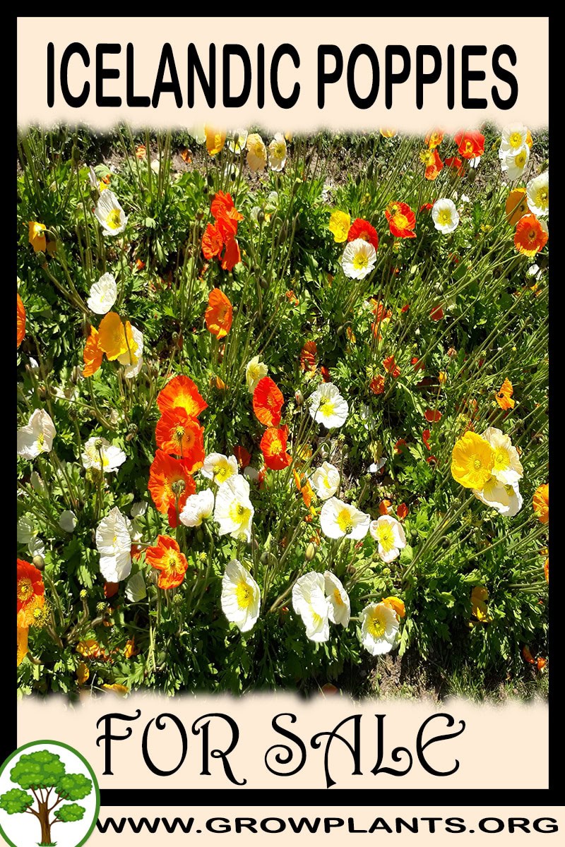 Icelandic poppies