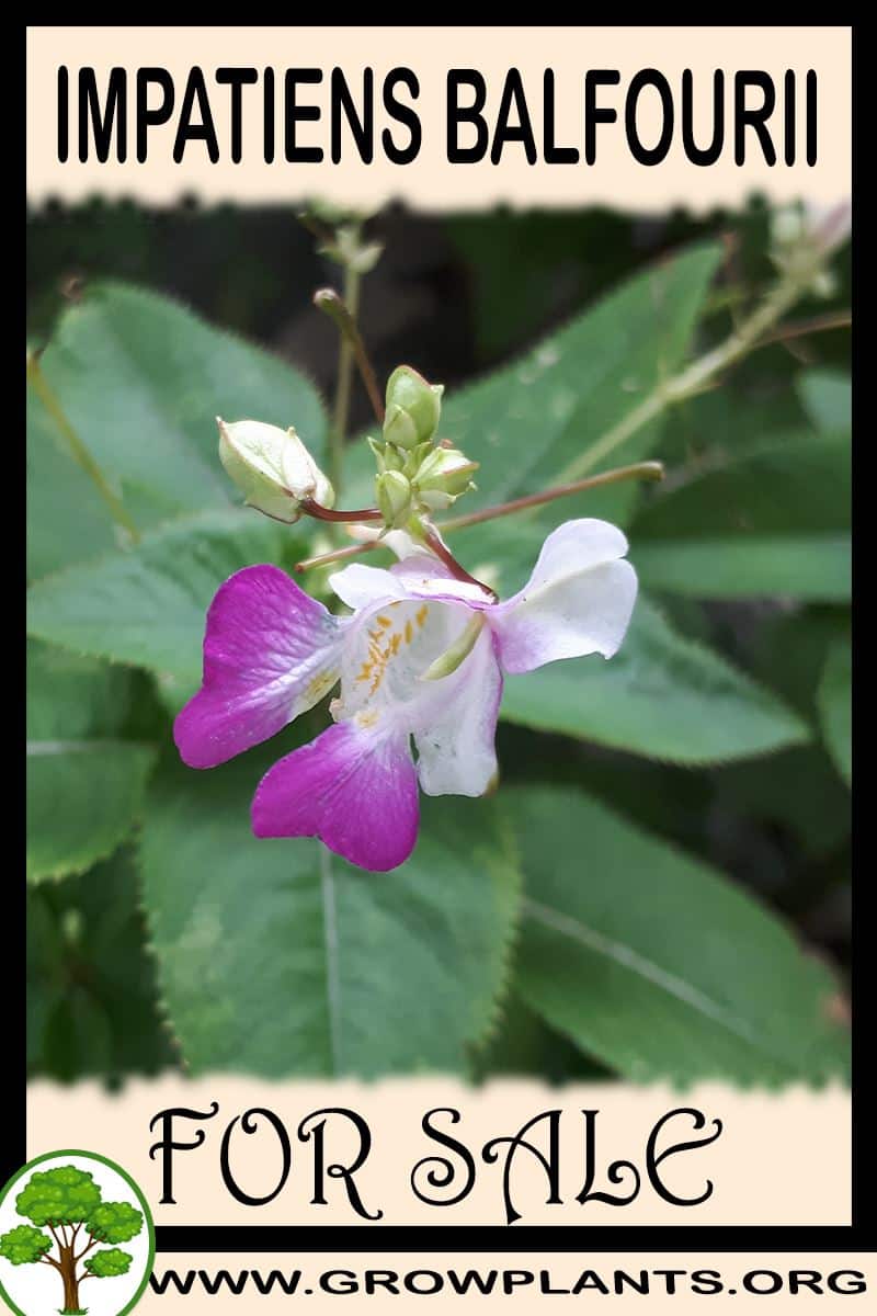 Impatiens balfourii
