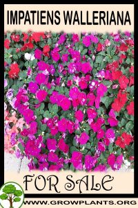 Impatiens walleriana for sale